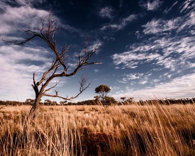The stranger in a strange place is an enduring narrative in Australian fiction. But what if the crime scene is a whole continent?