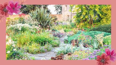 The most beautiful plants that flower nonstop to keep your garden colourful all year round
