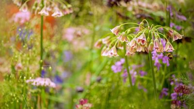 How to grow Sicilian honey garlic – for an exquisite and whimsical allium variety with tall, unusual blooms that pollinators adore
