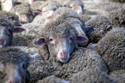New Zealand Farmers Battle Pine Forests To 'Save Our Sheep'