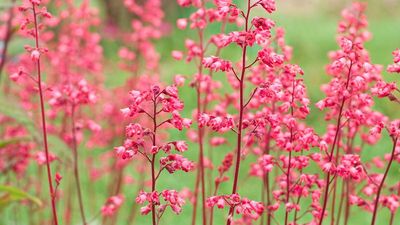 How to grow coral bells in pots – an expert shares top tips for a fabulous container display