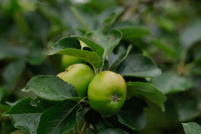 Protected status a ‘game-changer’ for Northern Ireland apple growers