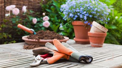 The best plants to grow in poor soil conditions – ensuring a blooming, beautiful garden