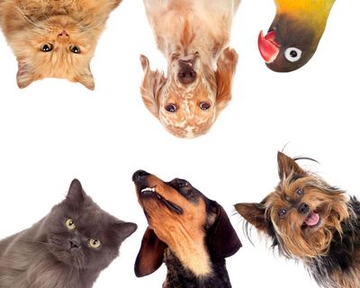 Readers reply: Are there too many pets?