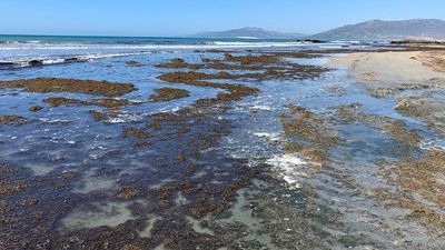 Invasion of Asian seaweed in Cádiz: An environmental catastrophe on the beaches of southern Spain