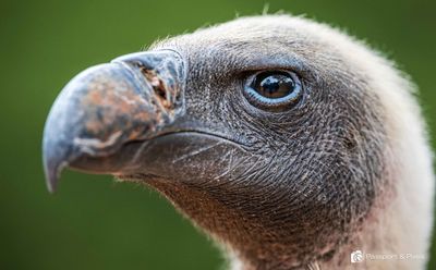 Some photographers on social media really hate watermarks – here’s why I put mine on every single image I post