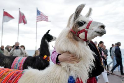 The role llamas might play in treating schizophrenia