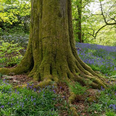 The surprising benefits of moss – this plant has a bad rep, but experts say it’s your new garden must-have