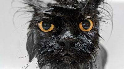 Why do cats hate water?