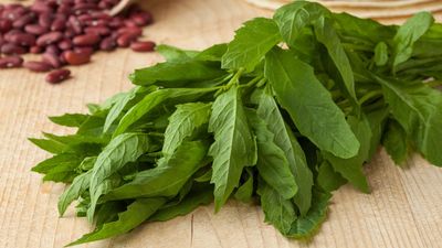 How to grow epazote – for a lush, unique herb with a powerful taste used in Mexican cuisine