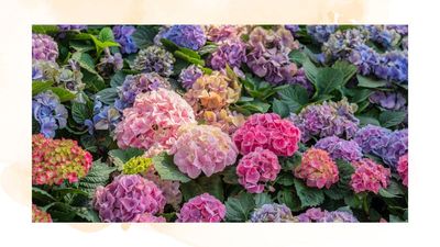 Can coffee grounds change the colour of your hydrangeas? We consult gardening specialists for the truth