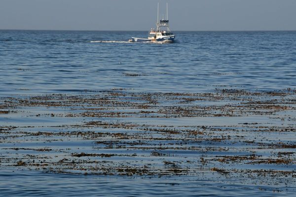 Three dead in California after small plane crash near Monterey Bay, Coast Guard says