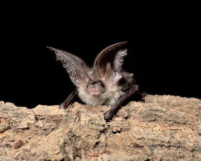 Country diary: Some bats need a little help to get through the night