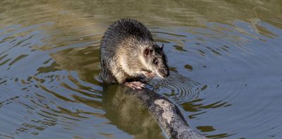 Australia’s rat uprising: footage provides first evidence of native rakali attacking introduced black rat