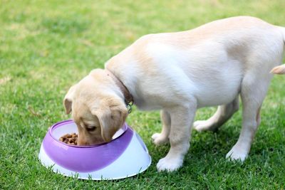 Urgent RSPCA warning over imported dogs