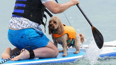 Everything is pawesome: 2025 UK Dog Surfing Championship in pictures