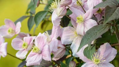 I’ve been gardening for 15 years and these are the climbers I will never plant again, plus my go-to replacements