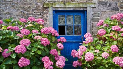 What are florist hydrangeas? And why an expert urges you not to plant these showstopping blooms in your yard