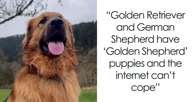 Golden Retriever And German Shepherd Have Mixed Puppies And People Can’t Get Enough Of Them
