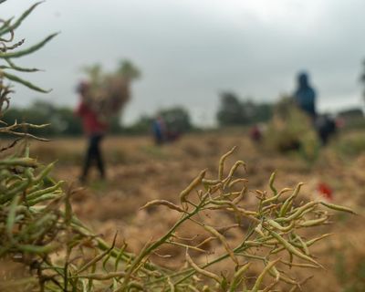Self-imposed lockdowns, surveillance fears and forced separations: life for California’s undocumented farmworkers