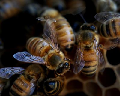 I was terrified of bees – until the day 30,000 of them moved into my house