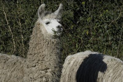 How llamas could change the way we treat schizophrenia