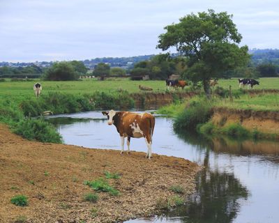 England’s farmers to get new payments for cleaning up waterways