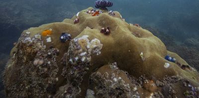 To protect coral reefs, we must also protect the people who depend on them