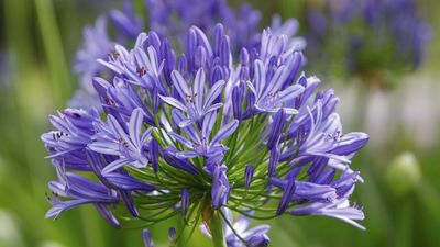 Should you deadhead agapanthus? Here's what I always do as a professional gardener, for minimum fuss and maximum flowers