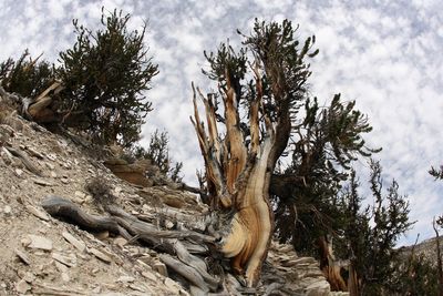 This California forest has a tree that’s nearly 5,000 years old. But its location is a closely guarded secret