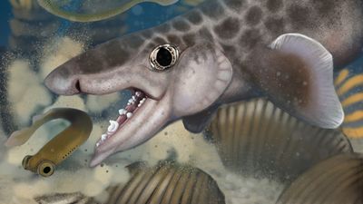 Ancient shark discovered deep inside world's longest cave system