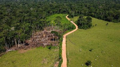Proposed changes to EU deforestation law will boost illegal Russia timber trade, NGO warns