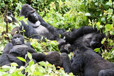 Gorilla habitats and pristine forest at risk as DRC opens half of country to oil and gas drilling bids