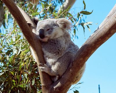 Minns government’s environmental integrity condemned as ‘nonexistent’ amid 40% surge in land clearing