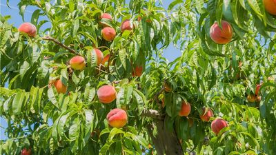 How to get a peach tree to fruit – 3 tips experts say will bring you a bigger, sweeter harvest