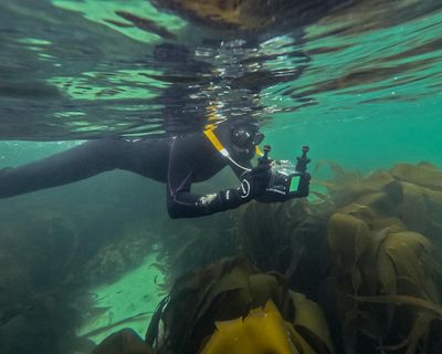 I’m obsessed with snorkelling in Scotland: starfish below, sea eagles overhead – and it really isn’t that cold