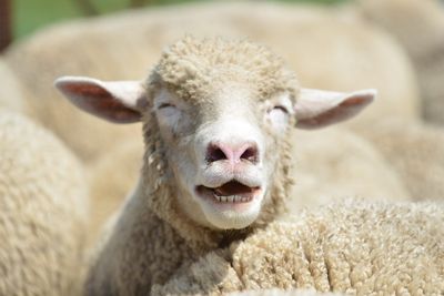 The markets are behaving as if Europe has pulled the wool over Trump's eyes