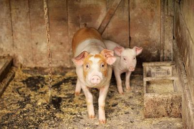 Hogs Close Mixed on Monday
