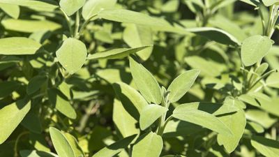 Now is the time to take sage cuttings – this is the easiest way to grow more herbs for free, just like a pro gardener