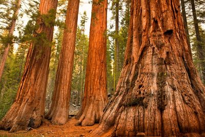 Google engineer killed by falling tree branch while hiking in Yosemite National Park: ‘Just unimaginable’