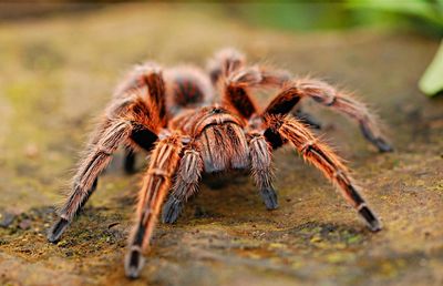 Tarantula Invasion? US States Brace for Thousands as Mating Season Begins — Is Your Area Next?