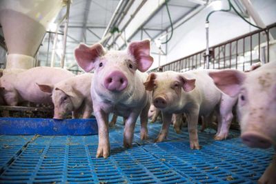 Hogs Under Pressure at Midday, with Cash Weakness