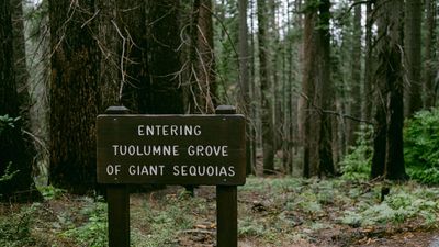 Google software engineer, 29, killed by falling tree branch in Yosemite's popular Tuolumne Grove
