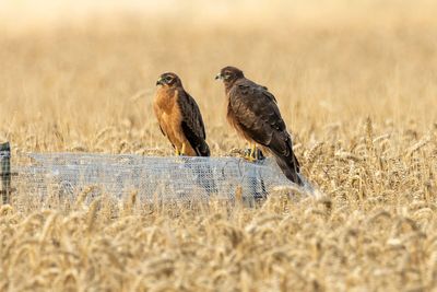Conservationists ‘overjoyed’ at successful breeding by rare Montagu’s harriers