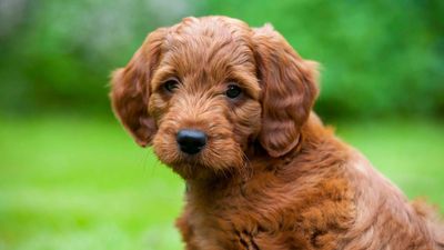 We are becoming desensitized to great photography and our creative autonomy is being pried away by invisible algorithms