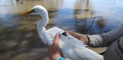 We used tiny sensors in backpacks to discover the extraordinary ways birds migrate to find water