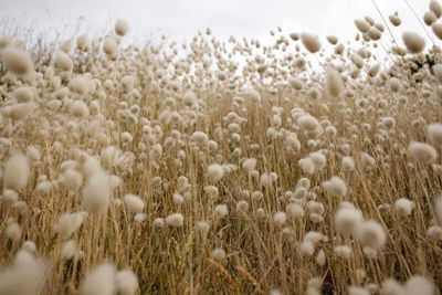 Cotton Heads Lower to Close Out Tuesday
