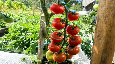 Gardeners swear by this simple trick — here's how to save split tomatoes fast