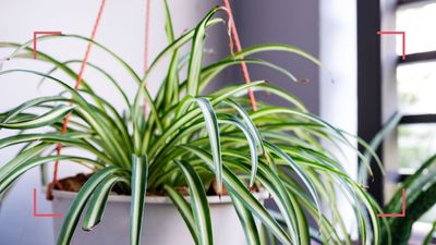 Why is my spider plant turning brown? Expert reveals 3 of the most likely causes – and cures