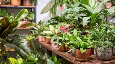 How to get rid of neon yellow mushrooms in your houseplants – and stop them from ever coming back